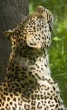 leopard ειρήνη στοκ φωτογραφία με δικαίωμα ελεύθερης χρήσης leopard ειρήνη στοκ φωτογραφία με δικαίωμα ελεύθερης χρήσης