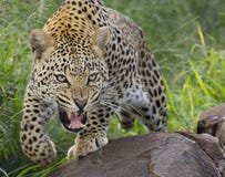 leopard της Αφρικής αφρικανικός νότος βροντής στοκ φωτογραφίες με δικαίωμα ελεύθερης χρήσης leopard της Αφρικής αφρικανικός νότος βροντής στοκ φωτογραφίες με δικαίωμα ελεύθερης χρήσης