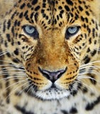 leopardo fotografie stock leopardo fotografie stock