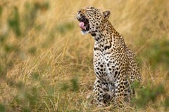 Leopardo che sbadiglia fotografia stock libera da diritti Leopardo che sbadiglia fotografia stock libera da diritti