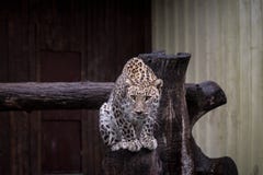 Leopardo che si siede sul tronco in zoo fotografia stock Leopardo che si siede sul tronco in zoo fotografia stock