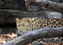 Leopardo dell'Amur Animale selvatico immagini stock Leopardo dell'Amur Animale selvatico immagini stock