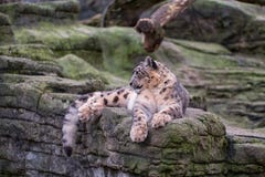 Leopardo delle nevi che si siede sulla cima di una roccia fotografie stock Leopardo delle nevi che si siede sulla cima di una roccia fotografie stock