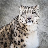 Leopardo delle nevi XIV immagine stock Leopardo delle nevi XIV immagine stock