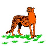 Leopardo-despredador hermoso, en el fondo blanco ilustración del vector Leopardo-despredador hermoso, en el fondo blanco ilustración del vector