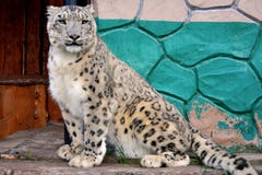 Leopardo lindo del empollamiento imagen de archivo Leopardo lindo del empollamiento imagen de archivo