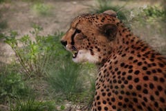 Leopardo nel loro habitat naturale nella savana africana fotografie stock libere da diritti Leopardo nel loro habitat naturale nella savana africana fotografie stock libere da diritti