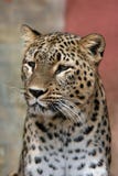 Leopardo persa Imagens de Stock Leopardo persa Imagens de Stock