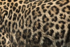 Leopardo persa (saxicolor do pardus do Panthera) Textura da pele imagens de stock Leopardo persa (saxicolor do pardus do Panthera) Textura da pele imagens de stock