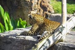 Leopardo que mira de una roca imagenes de archivo Leopardo que mira de una roca imagenes de archivo