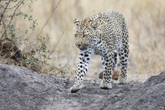 Leopardo solitário que anda e que caça durante o dia fotos de stock Leopardo solitário que anda e que caça durante o dia fotos de stock