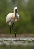 Lepelaar, Spoonbill eurasiático, leucorodia del Platalea imágenes de archivo libres de regalías Lepelaar, Spoonbill eurasiático, leucorodia del Platalea imágenes de archivo libres de regalías