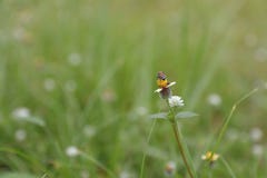 Les abeilles mangent du miel images stock Les abeilles mangent du miel images stock
