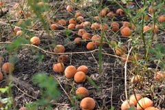Les abricots mûrs sont sous l'arbre images stock Les abricots mûrs sont sous l'arbre images stock