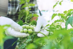 Les agriculteurs vérifient la qualité des produits agricoles images stock Les agriculteurs vérifient la qualité des produits agricoles images stock