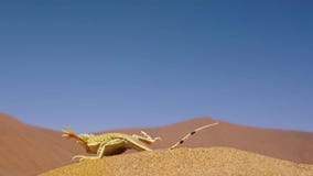 Les anchietae de Meroles de lézard fouis par pelle se levant ses pieds outre de la terre permet consécutivement à chacun de se re photographie stock Les anchietae de Meroles de lézard fouis par pelle se levant ses pieds outre de la terre permet consécutivement à chacun de se re photographie stock