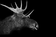 les andouillers 3d d'orignaux ont isolé l'animal blanc noir de fond illustration de vecteur les andouillers 3d d'orignaux ont isolé l'animal blanc noir de fond illustration de vecteur