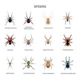 Les araignées dirigent l'ensemble dans la conception plate de style Genre différent de collection d'icônes d'espèces d'araignée Photographie stock Les araignées dirigent l'ensemble dans la conception plate de style Genre différent de collection d'icônes d'espèces d'araignée Photographie stock