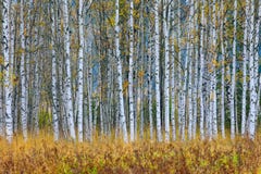 Les arbres d'automne dans la forêt de la Finlande jaunissent des arbres avec la réflexion dans la surface immobile de l'eau Paysa photo libre de droits Les arbres d'automne dans la forêt de la Finlande jaunissent des arbres avec la réflexion dans la surface immobile de l'eau Paysa photo libre de droits