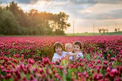 Les beaux enfants dans le trèfle incarnat magnifique mettent en place sur le coucher du soleil images stock Les beaux enfants dans le trèfle incarnat magnifique mettent en place sur le coucher du soleil images stock