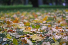 Les belles feuilles jaunes et brunes se trouvent au sol en parc images libres de droits Les belles feuilles jaunes et brunes se trouvent au sol en parc images libres de droits