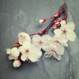 Les belles fleurs de cerisier de ressort fleurissent sur une ardoise foncée de tuile Image stock Les belles fleurs de cerisier de ressort fleurissent sur une ardoise foncée de tuile Image stock