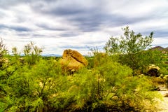 Les cactus, les arbustes et les grands roches et rochers en Arizona abandonnent image libre de droits Les cactus, les arbustes et les grands roches et rochers en Arizona abandonnent image libre de droits
