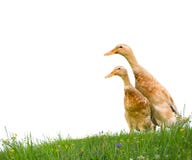 les canards ont isolé photo stock les canards ont isolé photo stock