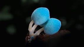 Les champignons, prospèrent dans l'obscurité du plancher de forêt photographie stock Les champignons, prospèrent dans l'obscurité du plancher de forêt photographie stock