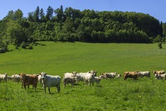 Les charolais effrayent ont conduit sur le pâturage images stock Les charolais effrayent ont conduit sur le pâturage images stock