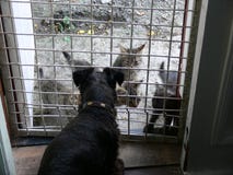 Les chats sont venus pour visiter le chien photos stock Les chats sont venus pour visiter le chien photos stock
