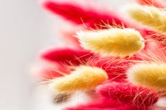 Les chefs ratatinés des usines de couleur rouge et jaune Usines sèches pour un bouquet Fin vers le haut Front View Macro photographie stock Les chefs ratatinés des usines de couleur rouge et jaune Usines sèches pour un bouquet Fin vers le haut Front View Macro photographie stock