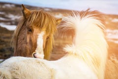 Les chevaux islandais se ferment sur l'animal de ferme principal images stock Les chevaux islandais se ferment sur l'animal de ferme principal images stock