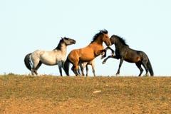 Les chevaux sauvages/étalons de mustang combattant chez le cheval sauvage de montagnes de Pryor s'étendent à la frontière d'état photo stock Les chevaux sauvages/étalons de mustang combattant chez le cheval sauvage de montagnes de Pryor s'étendent à la frontière d'état photo stock
