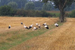 Les cigognes groupent en champs néerlandais de Brummen image libre de droits Les cigognes groupent en champs néerlandais de Brummen image libre de droits