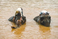 Les conducteurs d'éléphant lavent, baignent leurs animaux dans la position du Mekong sur un éléphant photo stock Les conducteurs d'éléphant lavent, baignent leurs animaux dans la position du Mekong sur un éléphant photo stock