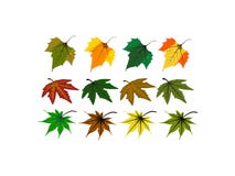 Les divers genres de feuilles illustration libre de droits Les divers genres de feuilles illustration libre de droits