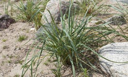 Les dunes engazonnent dans le sable images libres de droits Les dunes engazonnent dans le sable images libres de droits