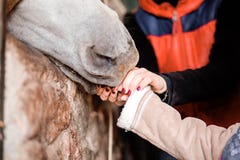 Les enfants alimentent le cheval des mains à la ferme photographie stock libre de droits Les enfants alimentent le cheval des mains à la ferme photographie stock libre de droits