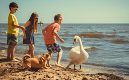 Les enfants de garçons de petite fille sur la plage ont l'amusement avec le cygne photos stock Les enfants de garçons de petite fille sur la plage ont l'amusement avec le cygne photos stock