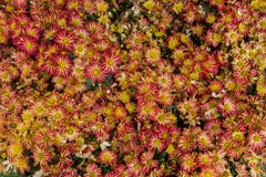 Les espèces d'usine de chrysanthème 1-3 pieds de grandes avec un tronc et branches ne sont pas beaucoup Les branches et les tiges images stock Les espèces d'usine de chrysanthème 1-3 pieds de grandes avec un tronc et branches ne sont pas beaucoup Les branches et les tiges images stock