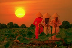 Les femmes vietnamiennes rassemblent le coucher du soleil de lotus photos libres de droits Les femmes vietnamiennes rassemblent le coucher du soleil de lotus photos libres de droits