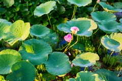 Les feuilles et les fleurs de lotus Photographie stock libre de droits Les feuilles et les fleurs de lotus Photographie stock libre de droits