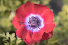 Les fleurs colorées de jardin se ferment vers le haut du macro tir photos libres de droits Les fleurs colorées de jardin se ferment vers le haut du macro tir photos libres de droits