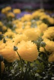 Les fleurs colorées de jardin se ferment vers le haut du macro tir images stock Les fleurs colorées de jardin se ferment vers le haut du macro tir images stock