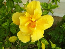 Les fleurs de ketmie d'or jaune représentent l'adhérence douce ; ténacité, beauté éternelle photographie stock Les fleurs de ketmie d'or jaune représentent l'adhérence douce ; ténacité, beauté éternelle photographie stock