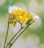 Les fleurs jaunes et blanches de freesias, se ferment, fond vert de bokeh Photo stock Les fleurs jaunes et blanches de freesias, se ferment, fond vert de bokeh Photo stock
