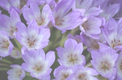 Les fleurs lilas sensibles se prosternent Clarkia dans le jardin image stock Les fleurs lilas sensibles se prosternent Clarkia dans le jardin image stock