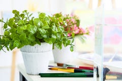 Les fleurs roses sont dans des vases blancs et des pots verts Avec une cuvette de f image stock Les fleurs roses sont dans des vases blancs et des pots verts Avec une cuvette de f image stock