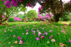 Les fleurs sur la pelouse Les fleurs sur la pelouse